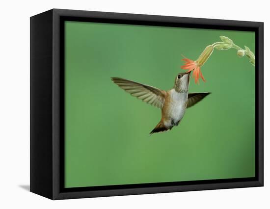 Rufous Hummingbird, Immature Feeding on Scarlet Gilia Paradise, Chiricahua Mountains, Arizona, USA-Rolf Nussbaumer-Framed Stretched Canvas