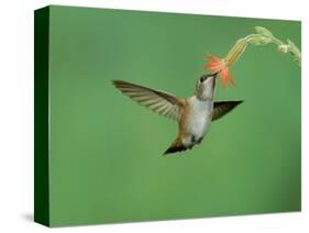 Rufous Hummingbird, Immature Feeding on Scarlet Gilia Paradise, Chiricahua Mountains, Arizona, USA-Rolf Nussbaumer-Stretched Canvas