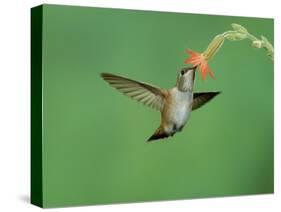 Rufous Hummingbird, Immature Feeding on Scarlet Gilia Paradise, Chiricahua Mountains, Arizona, USA-Rolf Nussbaumer-Stretched Canvas