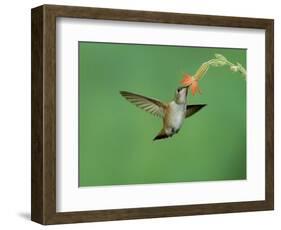 Rufous Hummingbird, Immature Feeding on Scarlet Gilia Paradise, Chiricahua Mountains, Arizona, USA-Rolf Nussbaumer-Framed Premium Photographic Print