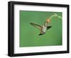 Rufous Hummingbird, Immature Feeding on Scarlet Gilia Paradise, Chiricahua Mountains, Arizona, USA-Rolf Nussbaumer-Framed Premium Photographic Print