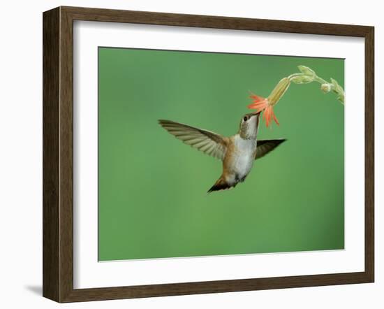 Rufous Hummingbird, Immature Feeding on Scarlet Gilia Paradise, Chiricahua Mountains, Arizona, USA-Rolf Nussbaumer-Framed Photographic Print