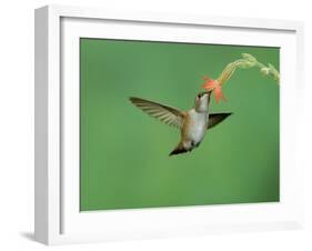 Rufous Hummingbird, Immature Feeding on Scarlet Gilia Paradise, Chiricahua Mountains, Arizona, USA-Rolf Nussbaumer-Framed Photographic Print