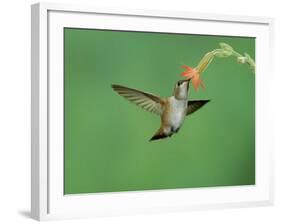 Rufous Hummingbird, Immature Feeding on Scarlet Gilia Paradise, Chiricahua Mountains, Arizona, USA-Rolf Nussbaumer-Framed Photographic Print