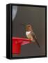 Rufous Hummingbird, Male at Feeder, Paradise, Chiricahua Mountains, Arizona, USA-Rolf Nussbaumer-Framed Stretched Canvas
