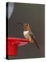 Rufous Hummingbird, Male at Feeder, Paradise, Chiricahua Mountains, Arizona, USA-Rolf Nussbaumer-Stretched Canvas