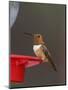 Rufous Hummingbird, Male at Feeder, Paradise, Chiricahua Mountains, Arizona, USA-Rolf Nussbaumer-Mounted Premium Photographic Print