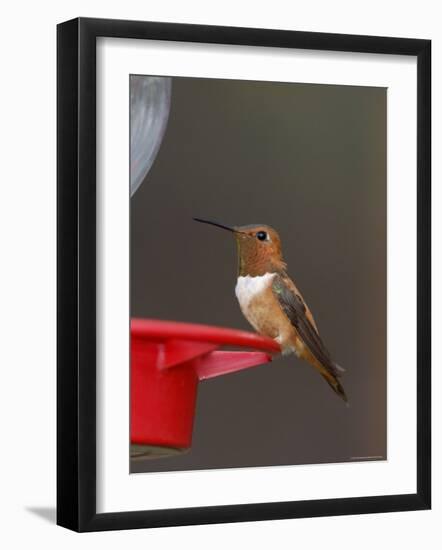 Rufous Hummingbird, Male at Feeder, Paradise, Chiricahua Mountains, Arizona, USA-Rolf Nussbaumer-Framed Photographic Print