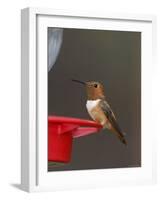 Rufous Hummingbird, Male at Feeder, Paradise, Chiricahua Mountains, Arizona, USA-Rolf Nussbaumer-Framed Photographic Print