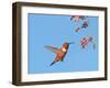 Rufous Hummingbird (Selasphorus rufus) adult male, in flight, hovering at flowers, New Mexico-Michael Gore-Framed Photographic Print