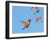 Rufous Hummingbird (Selasphorus rufus) adult male, in flight, hovering at flowers, New Mexico-Michael Gore-Framed Photographic Print