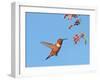 Rufous Hummingbird (Selasphorus rufus) adult male, in flight, hovering at flowers, New Mexico-Michael Gore-Framed Photographic Print