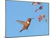 Rufous Hummingbird (Selasphorus rufus) adult male, in flight, hovering at flowers, New Mexico-Michael Gore-Mounted Photographic Print