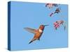 Rufous Hummingbird (Selasphorus rufus) adult male, in flight, hovering at flowers, New Mexico-Michael Gore-Stretched Canvas