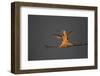 Rufous hummingbird (Selasphorus rufus).-Larry Ditto-Framed Photographic Print