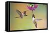 Rufous Hummingbird Two Males Feeding at Flower-null-Framed Stretched Canvas