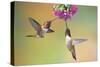 Rufous Hummingbird Two Males Feeding at Flower-null-Stretched Canvas