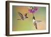 Rufous Hummingbird Two Males Feeding at Flower-null-Framed Photographic Print