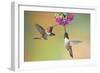 Rufous Hummingbird Two Males Feeding at Flower-null-Framed Photographic Print