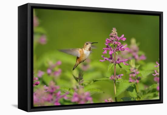 Rufous Hummingbird-null-Framed Stretched Canvas