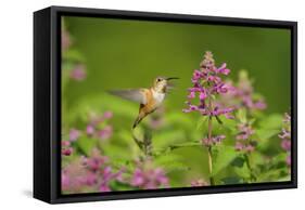 Rufous Hummingbird-null-Framed Stretched Canvas