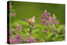 Rufous Hummingbird-null-Stretched Canvas