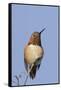 Rufous Hummingbird-Hal Beral-Framed Stretched Canvas