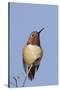 Rufous Hummingbird-Hal Beral-Stretched Canvas