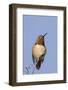 Rufous Hummingbird-Hal Beral-Framed Photographic Print