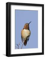 Rufous Hummingbird-Hal Beral-Framed Photographic Print