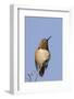 Rufous Hummingbird-Hal Beral-Framed Photographic Print