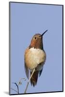 Rufous Hummingbird-Hal Beral-Mounted Photographic Print