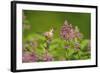 Rufous Hummingbird-null-Framed Photographic Print