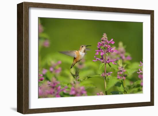 Rufous Hummingbird-null-Framed Photographic Print