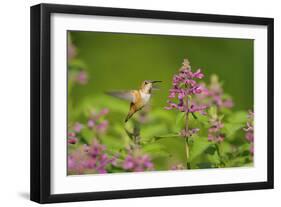 Rufous Hummingbird-null-Framed Photographic Print