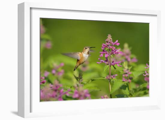 Rufous Hummingbird-null-Framed Photographic Print