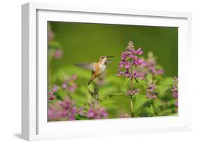 Rufous Hummingbird-null-Framed Photographic Print