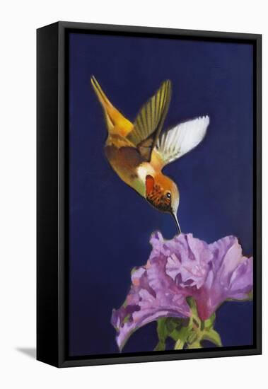 Rufous Hummingbird-Max Hayslette-Framed Stretched Canvas