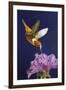 Rufous Hummingbird-Max Hayslette-Framed Giclee Print