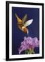 Rufous Hummingbird-Max Hayslette-Framed Giclee Print