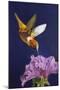 Rufous Hummingbird-Max Hayslette-Mounted Giclee Print