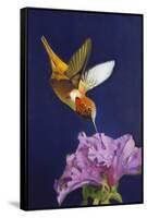 Rufous Hummingbird-Max Hayslette-Framed Stretched Canvas