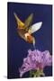 Rufous Hummingbird-Max Hayslette-Stretched Canvas