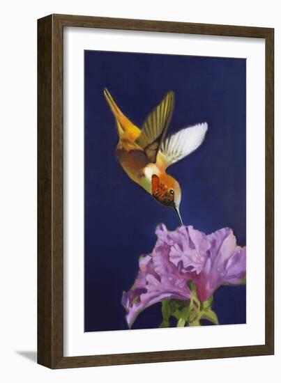 Rufous Hummingbird-Max Hayslette-Framed Premium Giclee Print