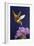Rufous Hummingbird-Max Hayslette-Framed Premium Giclee Print
