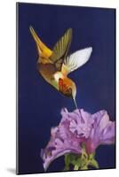 Rufous Hummingbird-Max Hayslette-Mounted Premium Giclee Print