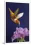 Rufous Hummingbird-Max Hayslette-Framed Giclee Print