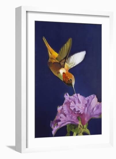 Rufous Hummingbird-Max Hayslette-Framed Giclee Print