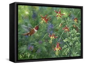 Rufous Hummingbird-Jeff Tift-Framed Stretched Canvas