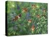 Rufous Hummingbird-Jeff Tift-Stretched Canvas